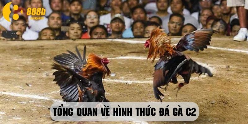 Giới thiệu sơ lược về hình thức đá gà C2 tại sân chơi đình đám 888B