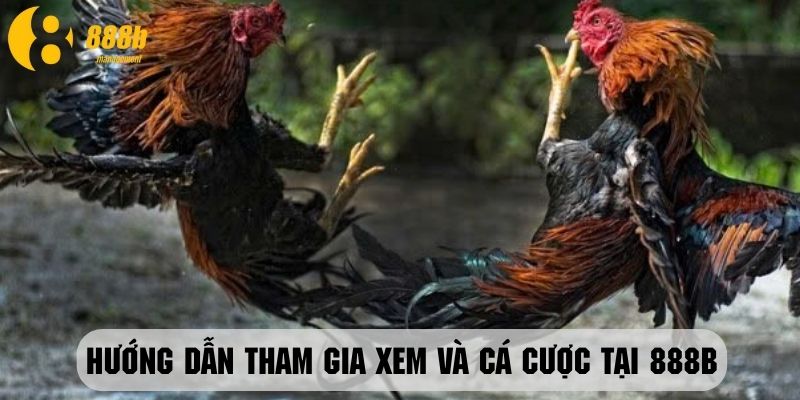 Cách thức tham gia xem và đặt cược trực tiếp tại 888B