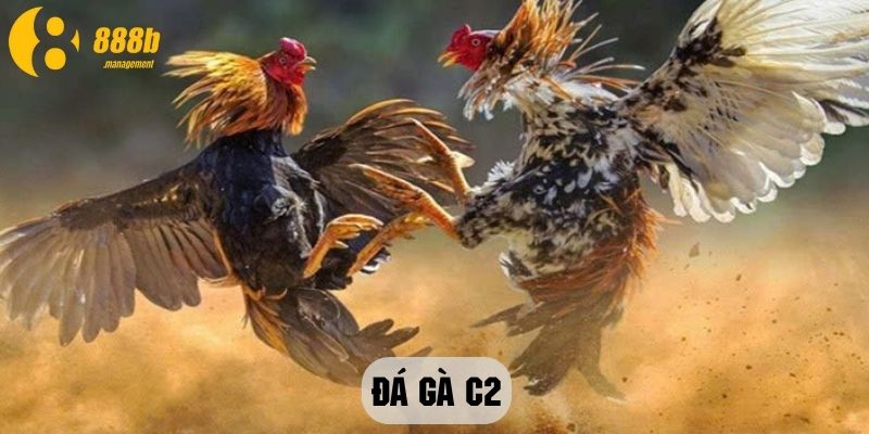 Đá Gà C2 888B Trải Nghiệm Đẳng Cấp Quốc Tế Năm 2024