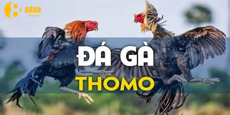 Đá gà Thomo luôn là bộ môn cá cược được nhiều người yêu thích